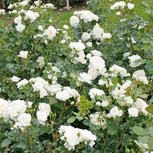 Biały  - Róże pienne - z kwiatami bukietowymi - korona krzaczasta